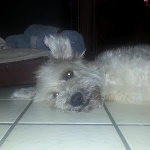 Meet your Posher, Laurie